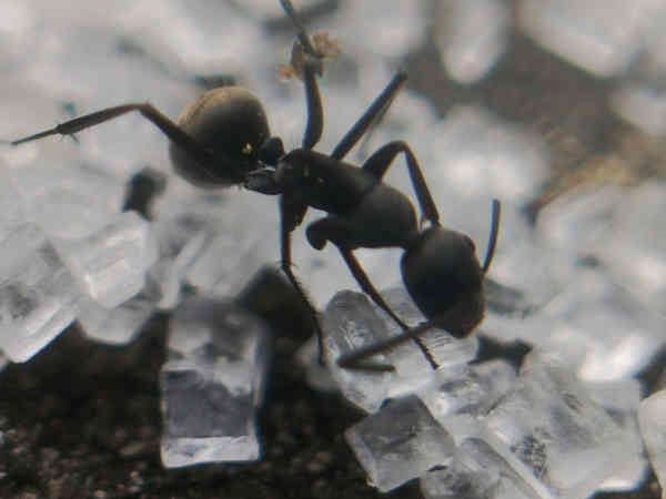 Micro Shot 1