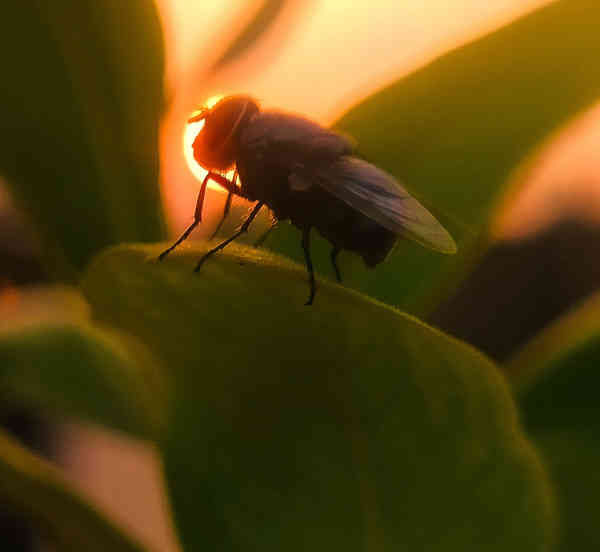 Micro Shot 2