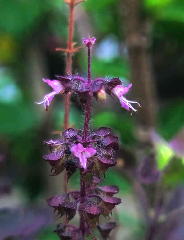 Micro Shot 3